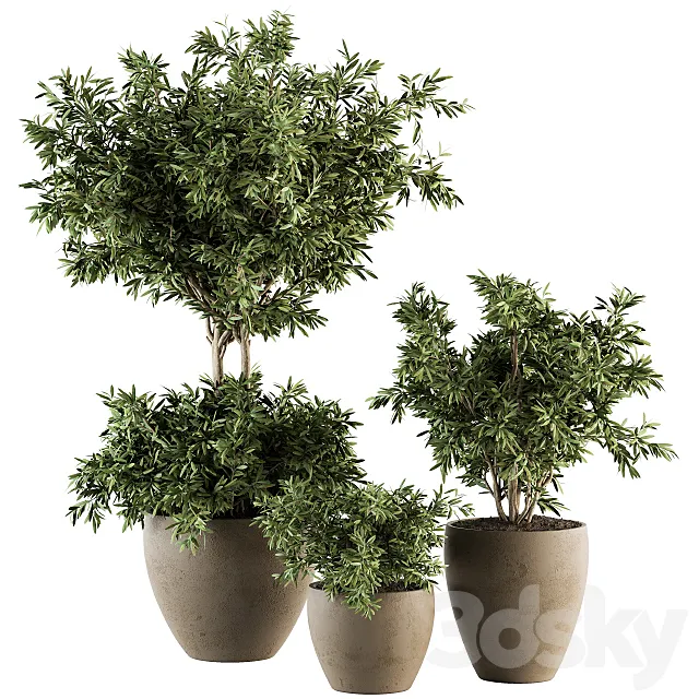 Outdoor Plant Set 203 - Plant and Tree in Pot 3DModel