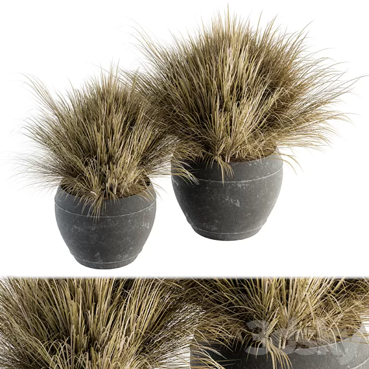 Outdoor Plant Set 204 - Dried Grass in Pot 3D Model