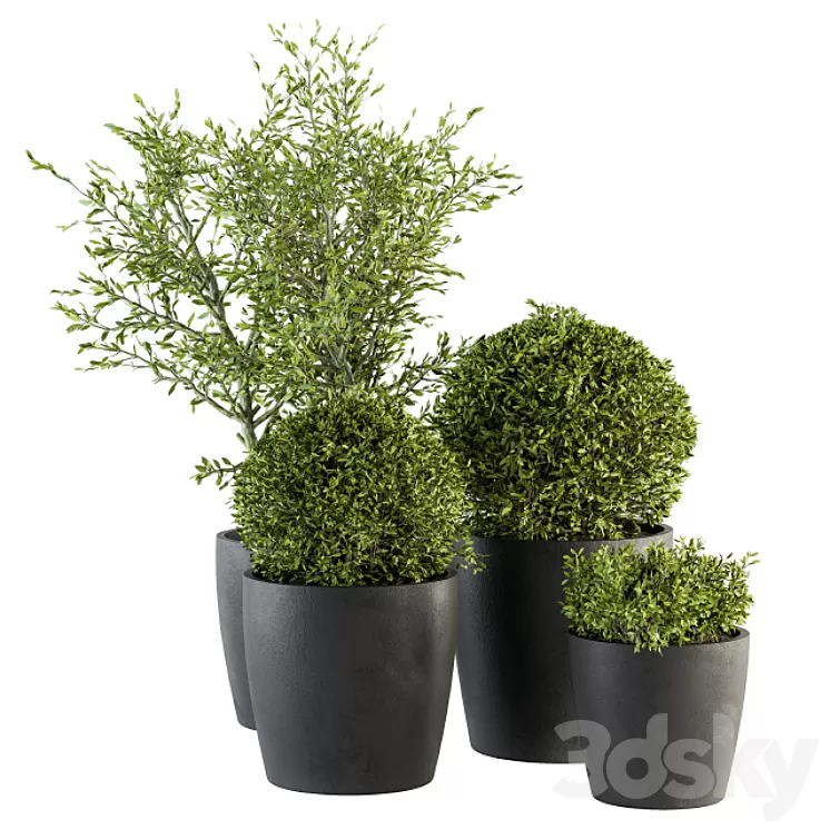 Outdoor Plant Set 209 - Plant and Tree in Pot 3D Model
