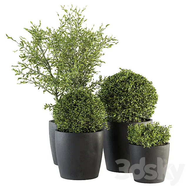 Outdoor Plant Set 209 - Plant and Tree in Pot 3DModel