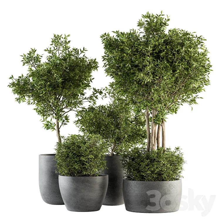 Outdoor Plant Set 223 - Plant in Pot Set Free Download
