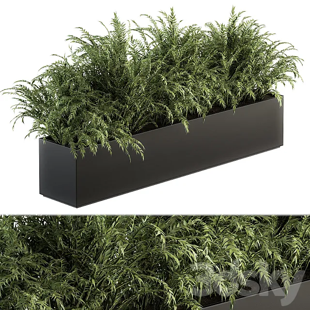 Outdoor Plant Set 232 - Polypodiales in Plant Box 3D Model