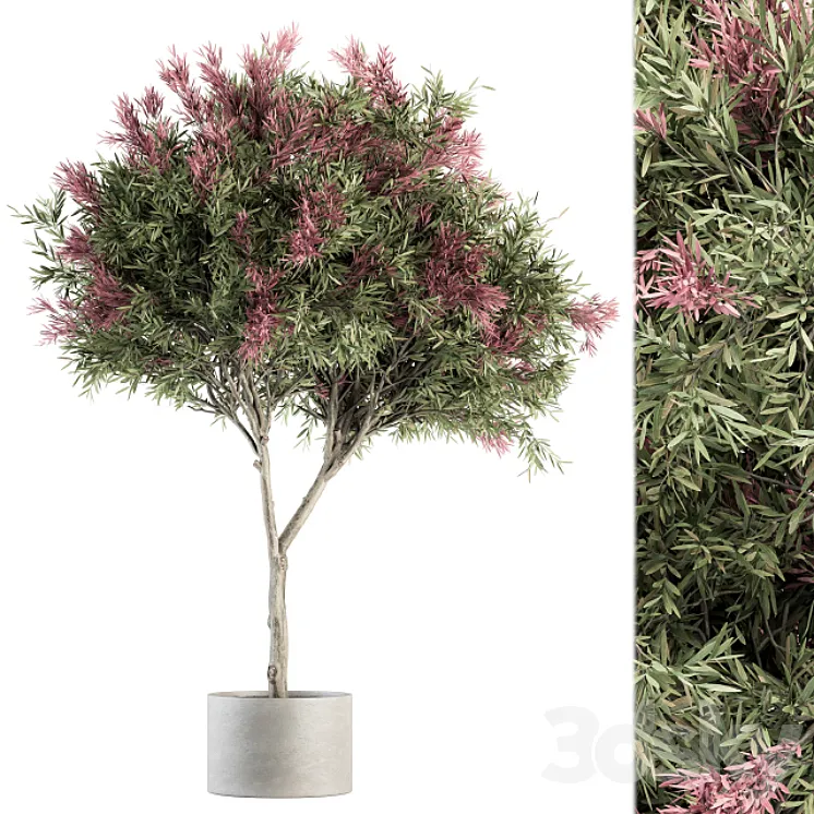 Outdoor Plant Set 265 - Crape Myrtle in Pot 3D Model Free