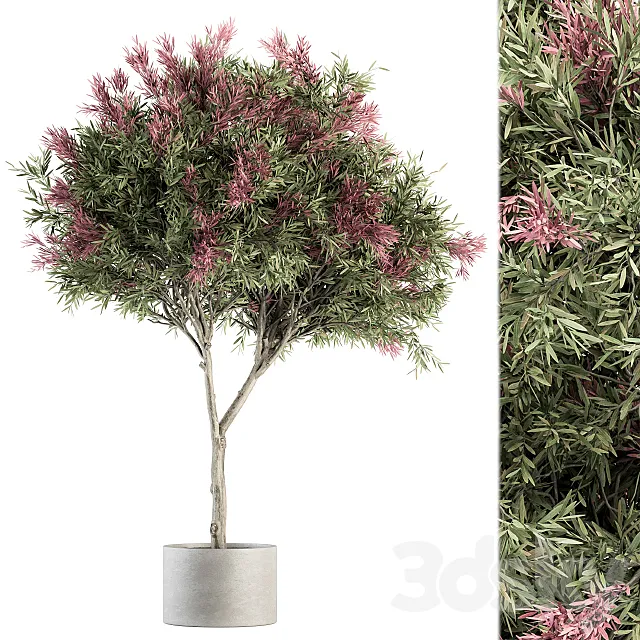 Outdoor Plant Set 265 - Crape Myrtle in Pot 3DModel