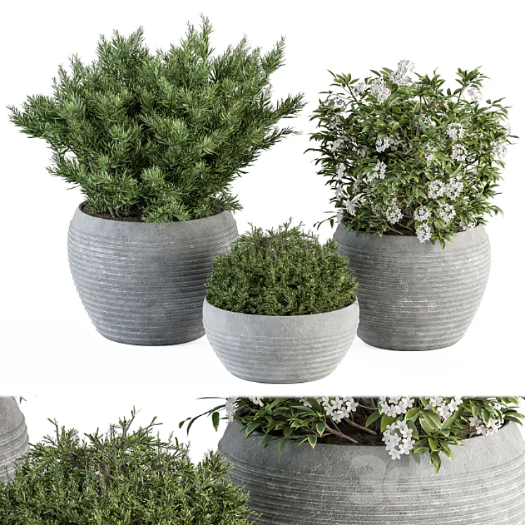 Outdoor Plant Set 301 - Plants in Gray Pot Free Download