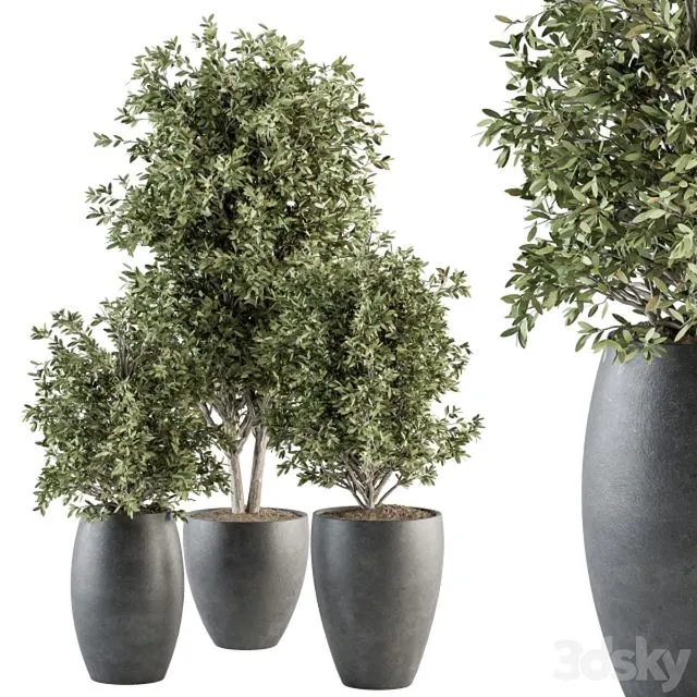 Outdoor Plant Set 306 3D Model