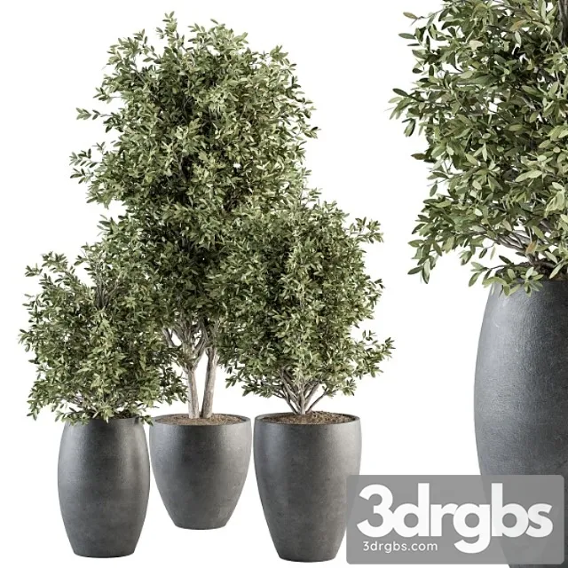 Outdoor Plant Set 306 Plant And Tree Set 3D Model Free