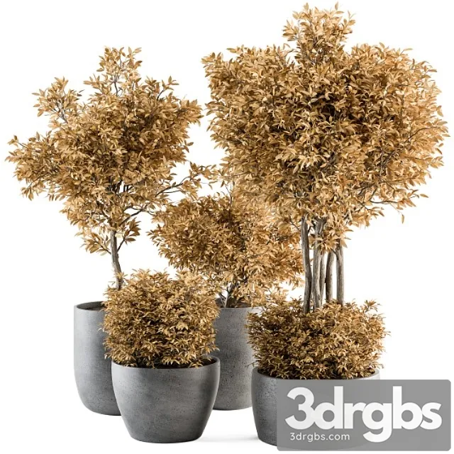 Outdoor Plant Set 322 Autumn Plant and Tree Set 3D Model Free