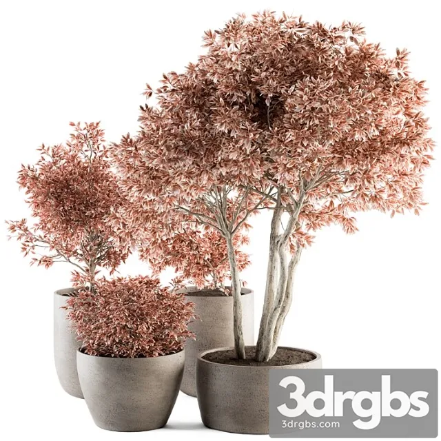 Outdoor Plant Set 359 Pink Plant Set In Concrete Pot 3D Model Free