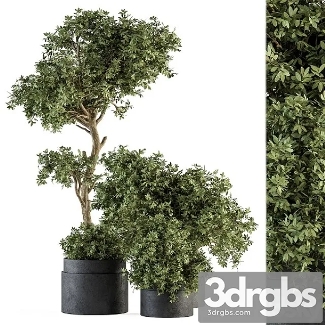 Outdoor Plant Set 373 Plant Set in Concrete Pot 3D Model Free