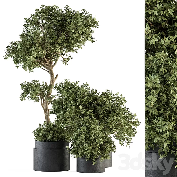Outdoor Plant Set 373 - Plant Set in Concrete Pot 3D Model Free