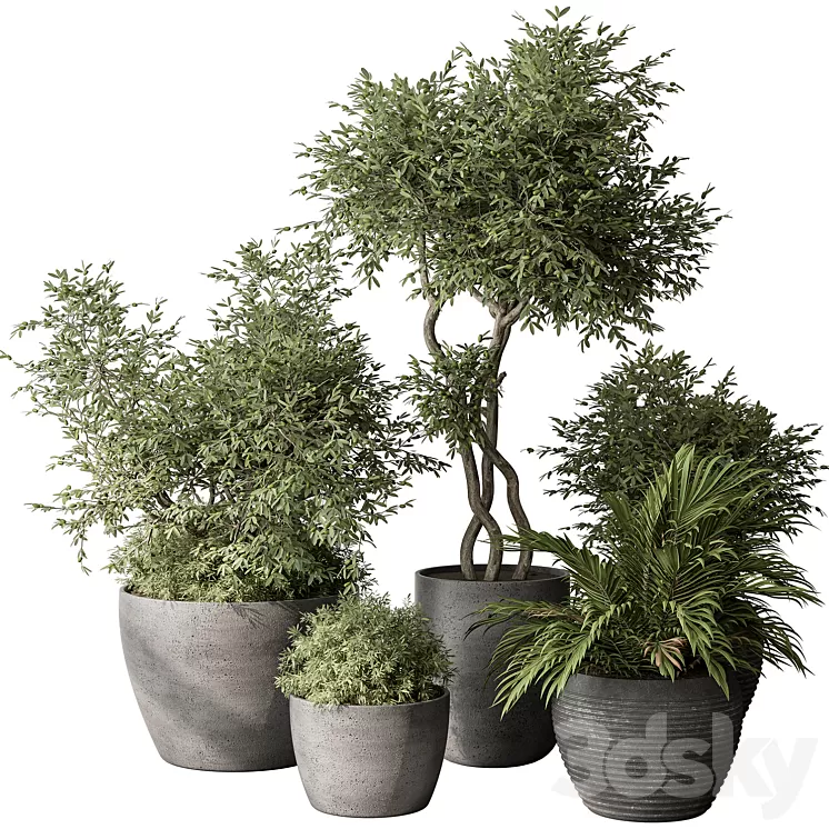 Outdoor Plant Set 393 - Plant Set in Concrete Pot 3D Model Free