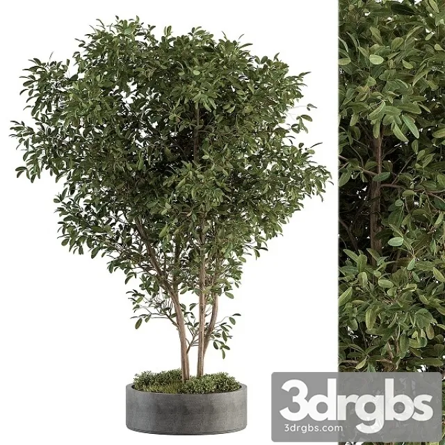 Outdoor Plant Set 405 3D Model Free