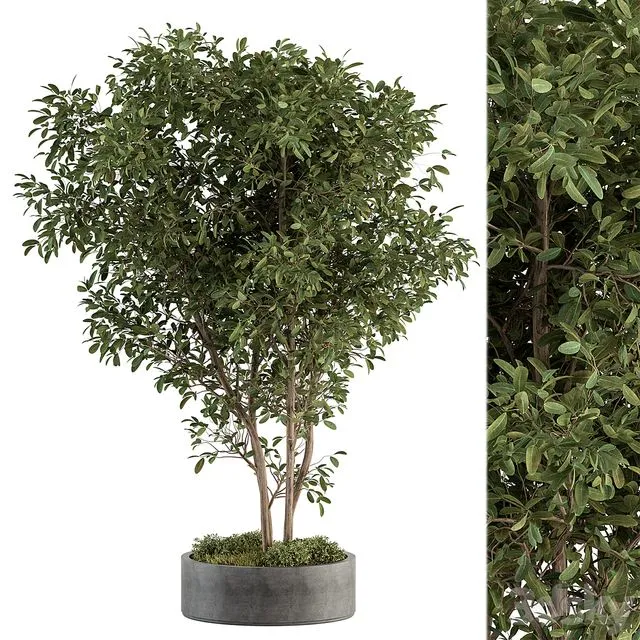 Outdoor plant set 405- Concrete potted plant set 3D Model