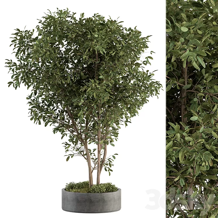 Outdoor Plant Set 405- Plant Set in Concrete Pot 3D Model Free