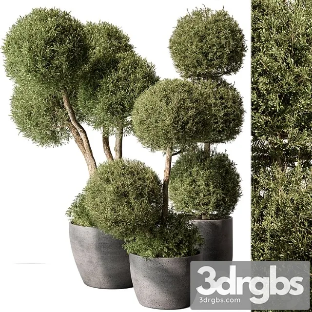 Outdoor Plant Set 414 Topiary Ball Plant in Pot 3D Model Free
