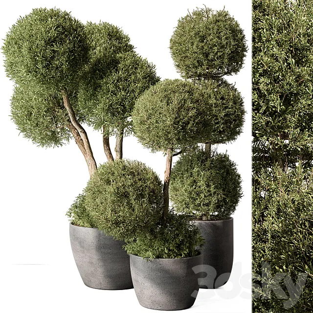 Outdoor Plant Set 414 - Topiary Ball Plant in Pot (Vray) 3DModel