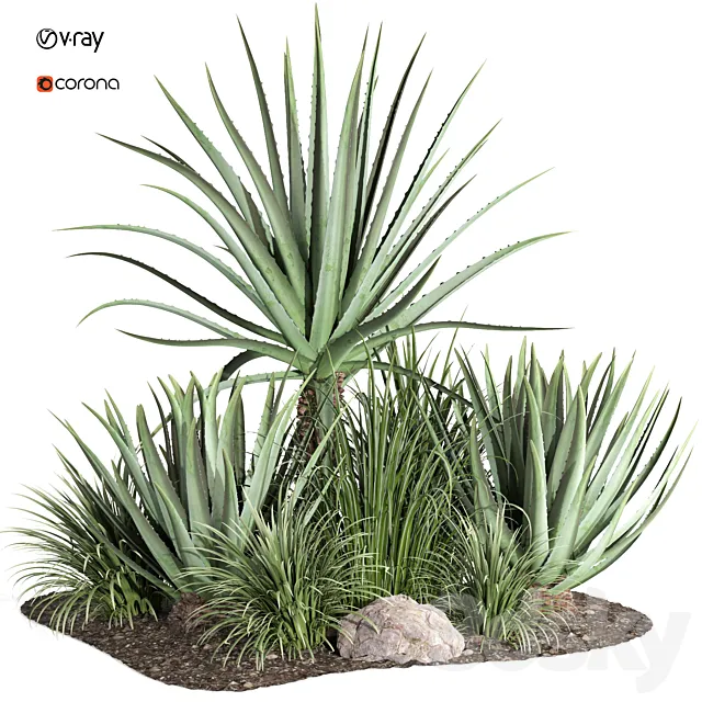 outdoor plant003 Aloevera Agave MacDougalii bush collection plant garden 3D Model