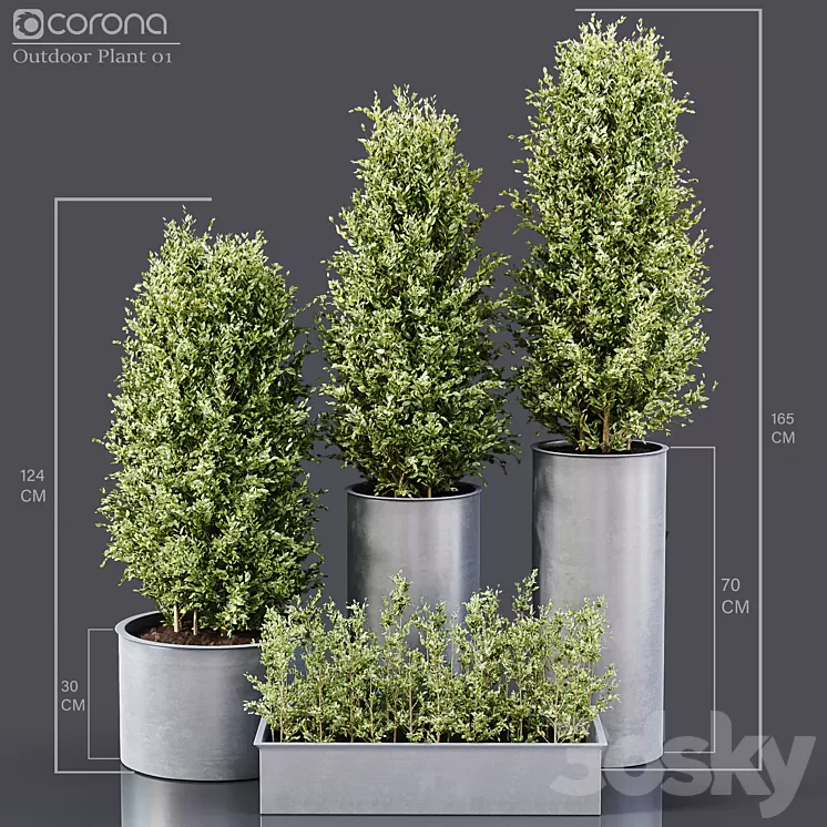 Outdoor Plants 01 3D Model