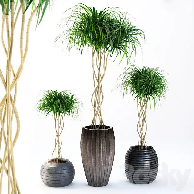 outdoor plants 3DModel