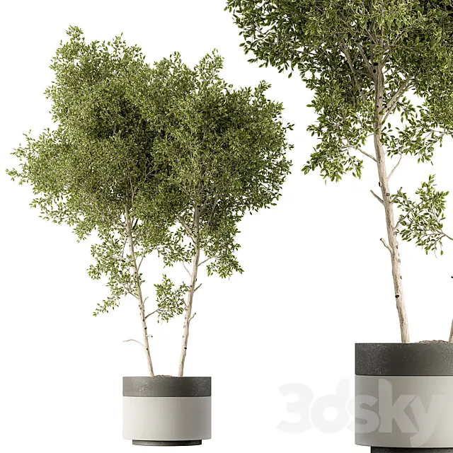 Outdoor Plants 472 - Tree in Pot 3D Model