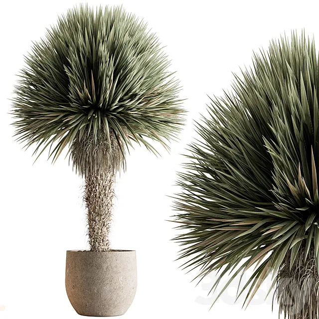 Outdoor Plants 577 - Yuka Tree 3D Model