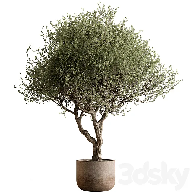 Outdoor Plants 594 - Tree in Pot 3D Model