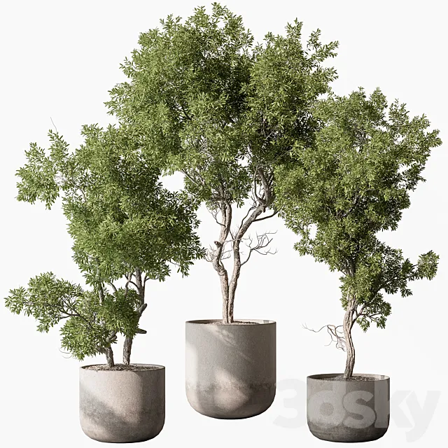 Outdoor Plants 627 – Tree in Pot 3D Model