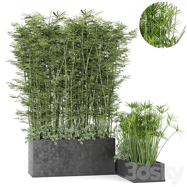 Outdoor Plants Bamboo in rusty Concrete Pot -Set 246 3D Model Free