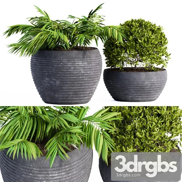 Outdoor Plants Black Pot 3D Model Free