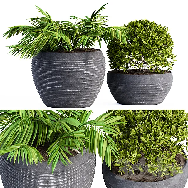 Outdoor Plants Black Pot 3D Model