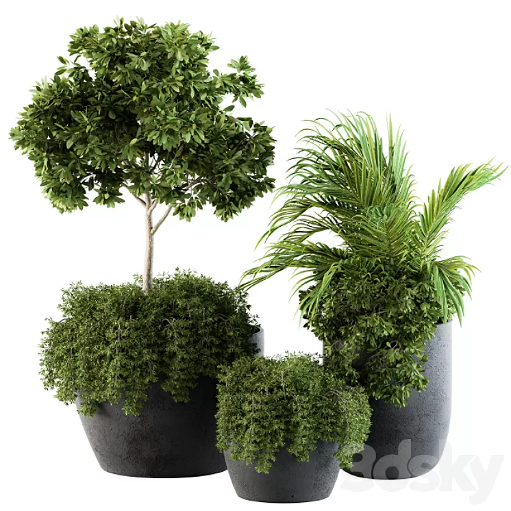 Outdoor Plants Broadleaf - Set 81 3D Model