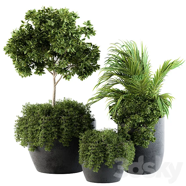 Outdoor Plants Broadleaf - Set 81 3DModel