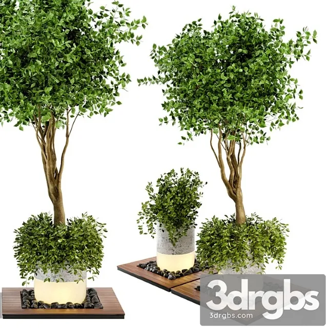 Outdoor Plants Bush Tree Combination Of Wood Concrete Pot Garden Set 45 3D Model Free