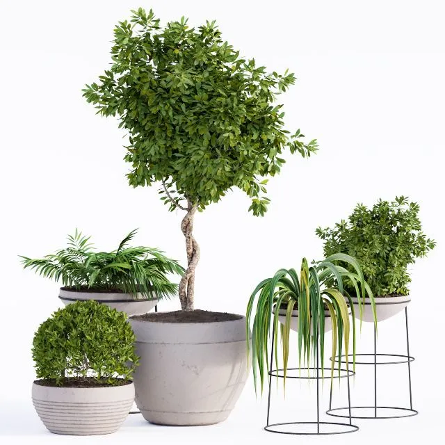 Outdoor Plants Full Set 3D Model