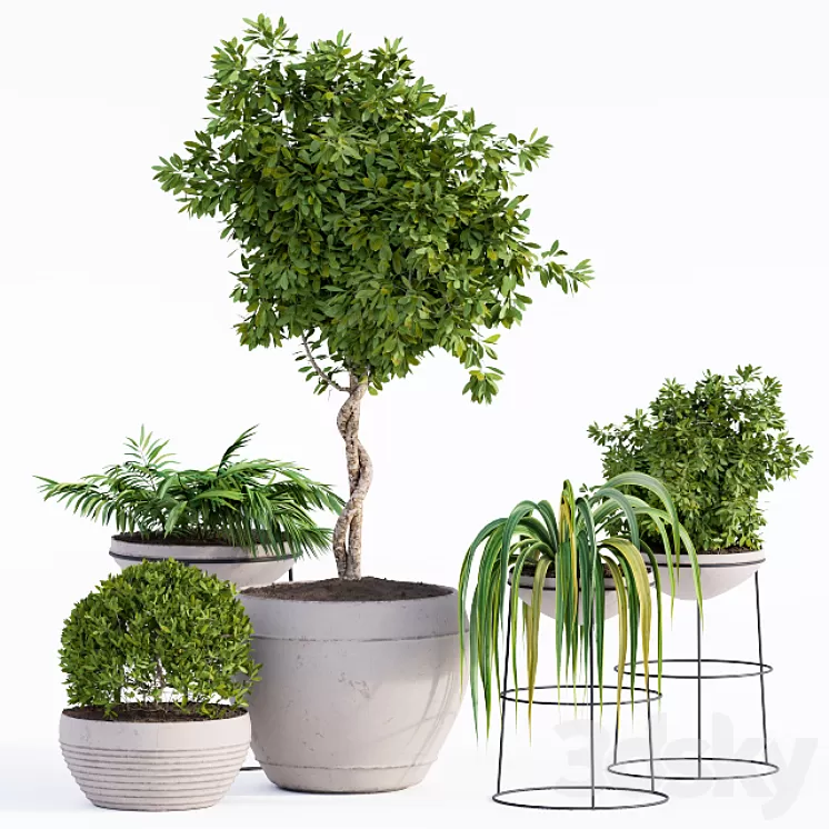 Outdoor Plants Full Set 3D Model