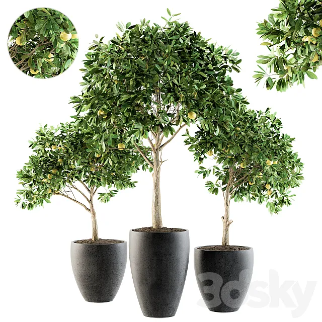 Outdoor Plants lemon tree - Set 97 Free Download