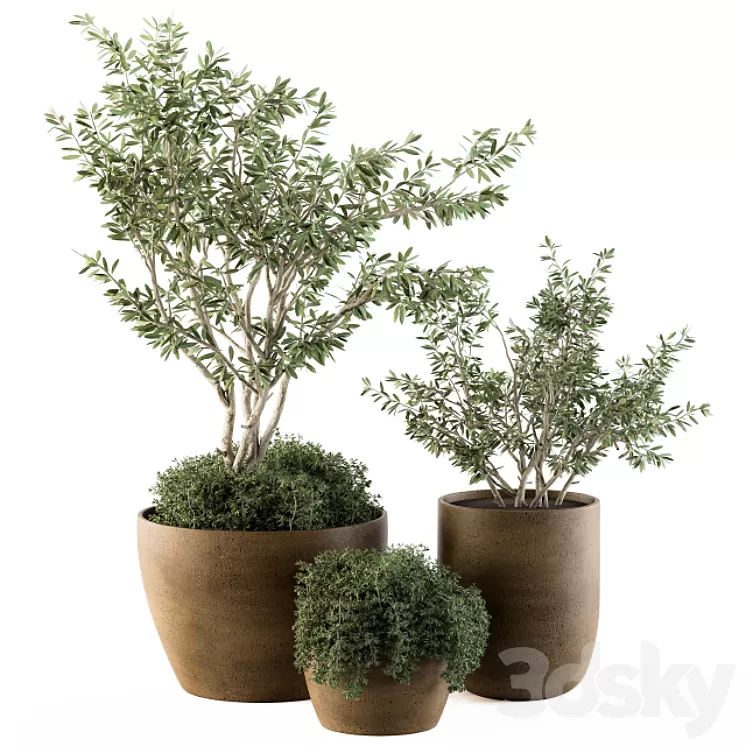 Outdoor Plants Olive - Set 79 3D Model