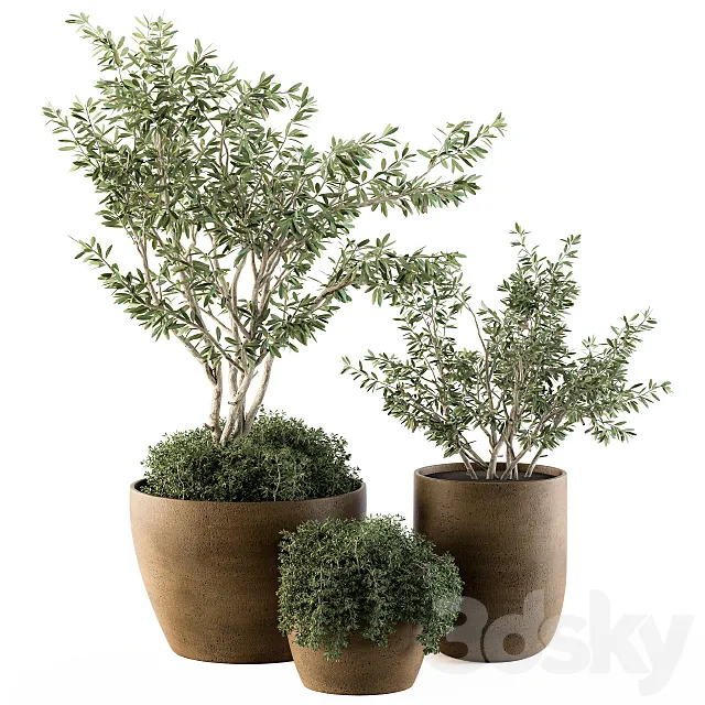 Outdoor Plants Olive - Set 79 3DModel
