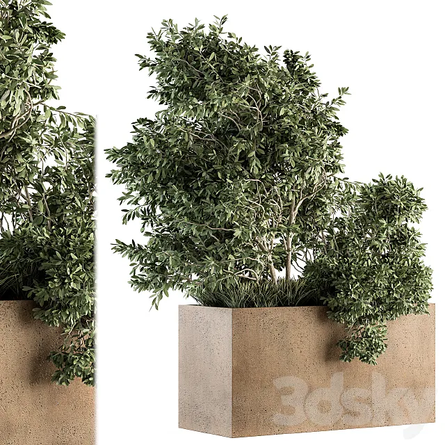 Outdoor Plants Olive - Set 82 3D Model