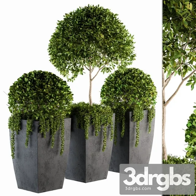 Outdoor Plants Round Topiary Tree Set 75 3D Model Free
