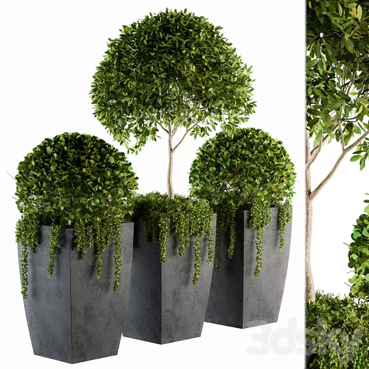 Outdoor Plants Round Topiary Tree - Set 75 3D Model