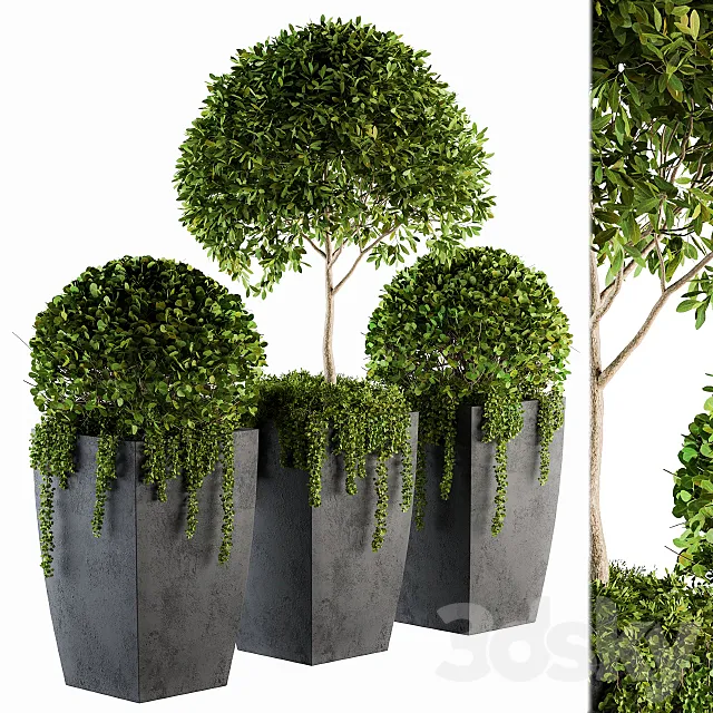 Outdoor Plants Round Topiary Tree - Set 75 3DModel