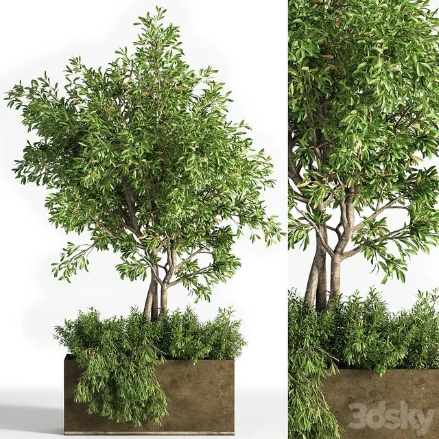 Outdoor plants tree 13 3D Model
