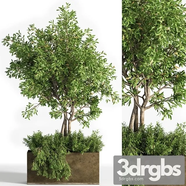 Outdoor Plants Tree 13 3D Model Free