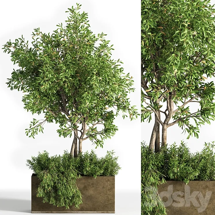 Outdoor plants tree 13 3D Model Free