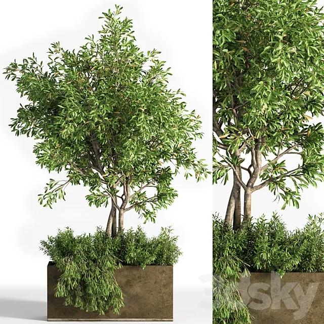 Outdoor plants tree 13 3D Model