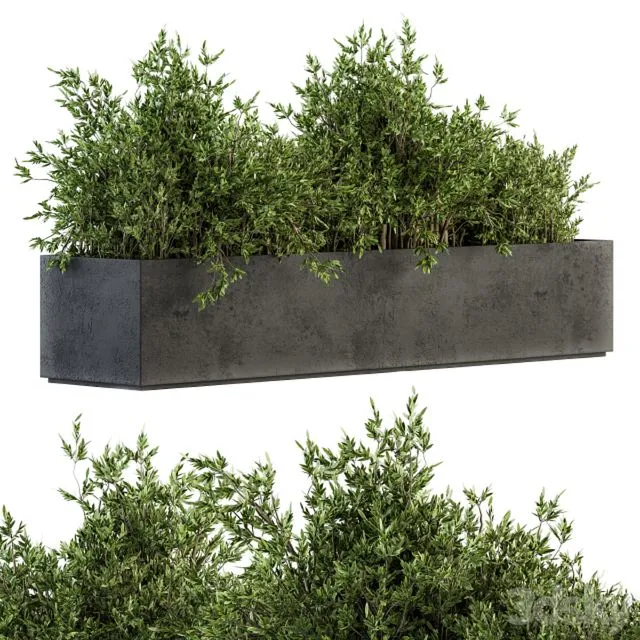 Outdoor Plants tree in Concrete Box - Set 126 3D Model