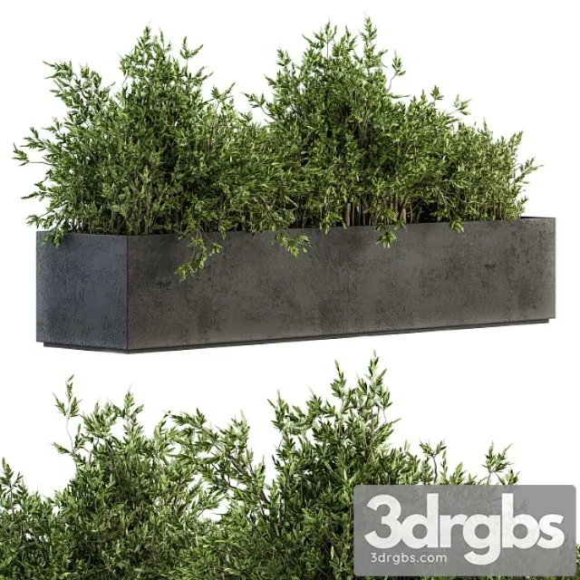 Outdoor Plants Tree In Concrete Box Set 126 3D Model Free