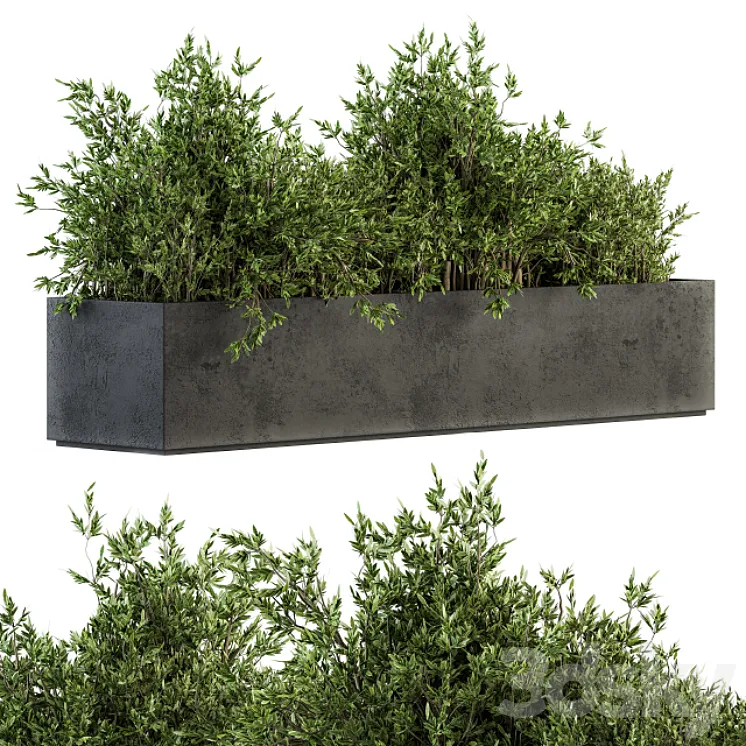Outdoor Plants tree in Concrete Box - Set 126 3D Model Free